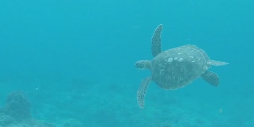 Tortoise swimming in clear blue water with a coral reef below