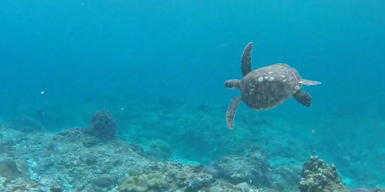 Sea turtle swimming in clear blue water near a coral reef