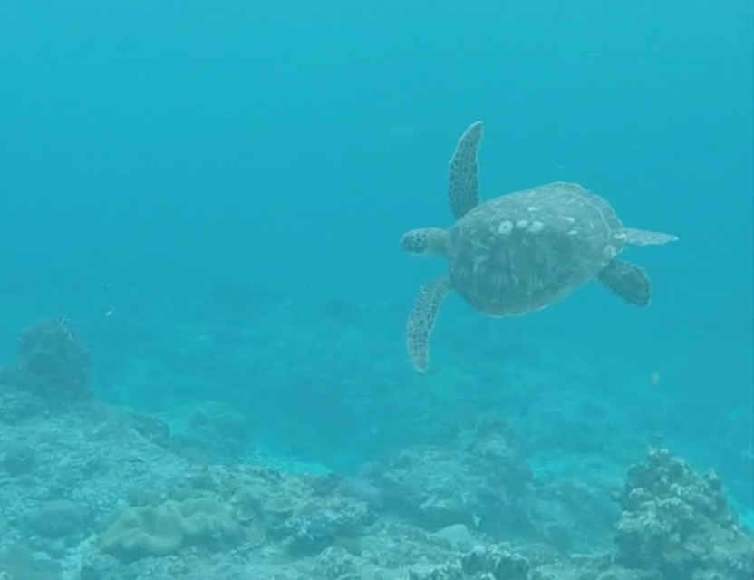 Tortoise swimming in clear blue water with a coral reef below