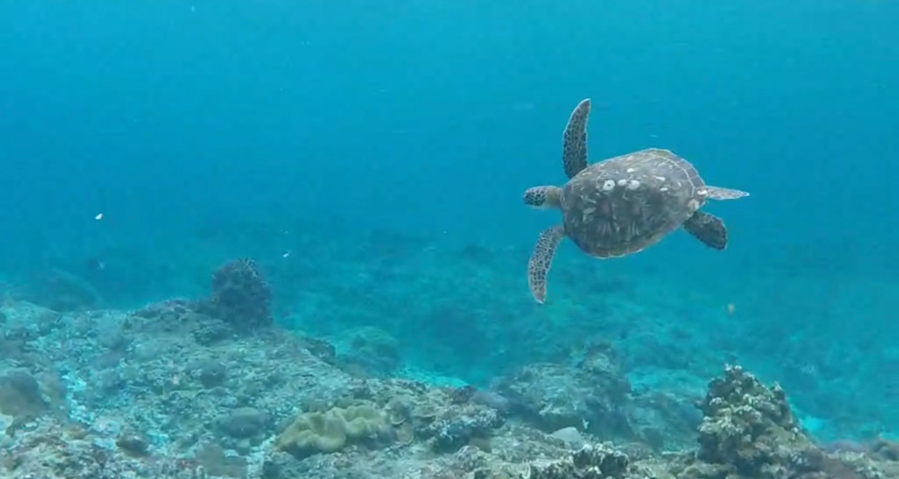 Sea turtle swimming in clear blue water near a coral reef